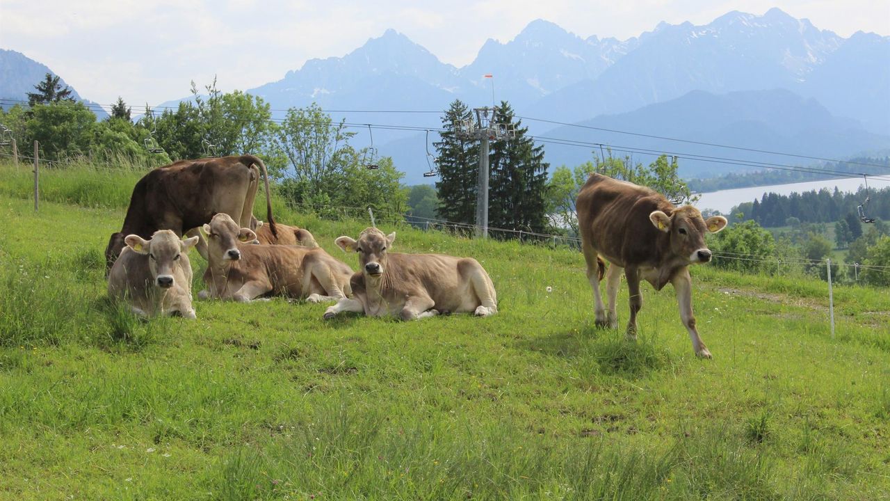 Idyll Idyll